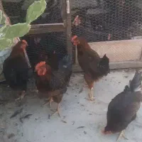 خروس