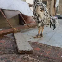 خروس لاری