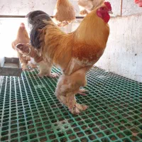 مرغ وخروس برهما