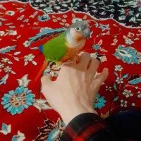 پرنده|پرنده|اسلام‌‌آباد غرب, |دیوار