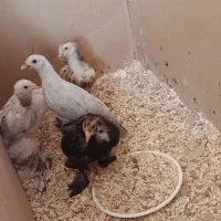جوجه برهما نژاد مختلف