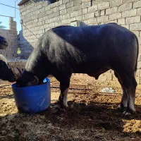 گاومیش نر