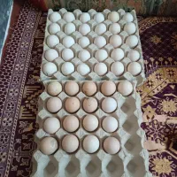 تخم مرغ ۵۰ عدد فروش
