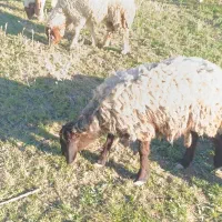 گوسفند با بره