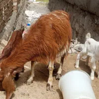 بز دوقلو