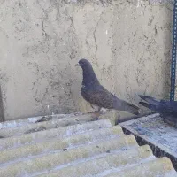 کبوتر|پرنده|اصفهان, جنیران (لادان)|دیوار