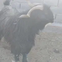 نری چاق کیلویی 550