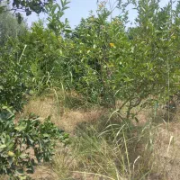 فروش-زمین-مسکونی-روستا-نوده-ملک