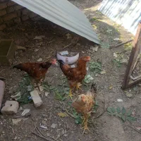 مرغ