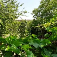 فروش واجاره  ویلایی 600 متری سرسبز ضیاآباد (قزوین)