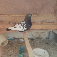 فروش 7 کبوتر درجه یک