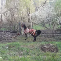 اسب نریان کرد سن ۳به۴