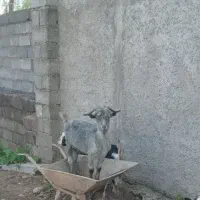 گوسفند وبز