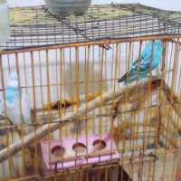 جفت مرغ عشق یک جفت فنچ