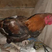 خروس لاری جوان