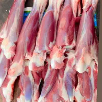 پخش گوشت گوساله درجه ۱ مخصوص رستوران و کبابی