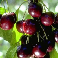 گیلاس تکدانه درجه 1