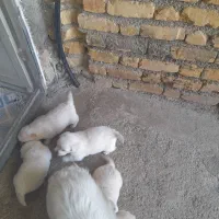 میکس توله ی سگ پامر عروسکی وروباهی