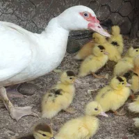 جوجه اسرائیلی با مادر سالم و زرنگ