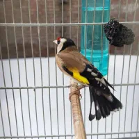 سهره نر مست مست کت بنداز