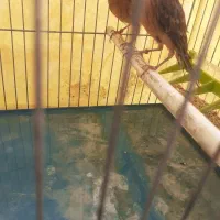 یک جفت جوجه قناری سوخته سرخ هردو نر