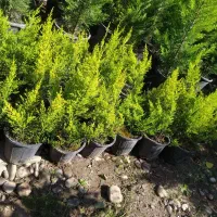 لاوسون|خدمات باغبانی و درختکاری|شیرود, |دیوار