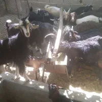 کهره چاق