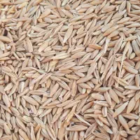 جومحلی|خدمات باغبانی و درختکاری|کربال, |دیوار
