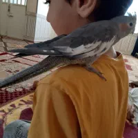 عروس هلندی