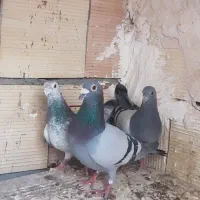 آلمانی کفتر