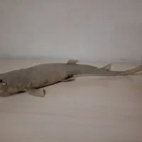 مجسمه کوسه
