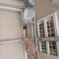 6ماده درجه 1تخمی