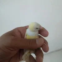فنج گلدین ماده