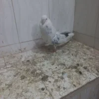 کفتر