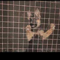 ژرمن شیب دار دوماهه
