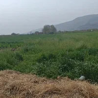 2هزار متر زمین با مجوز گلخانه/5قطعه باغ/ فاروق