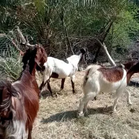 ستا بز پاکستانی شیری و ابستن هیکل دارجوان