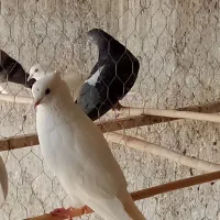 سفید کاکلی چشم تا به تا