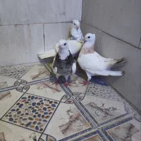 سلام اهواز