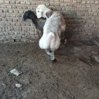 شیشک قوچی