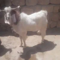 بز نر|حیوانات مزرعه|شباب, |دیوار