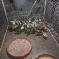 جوجه مرغ