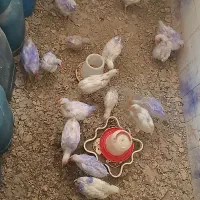 مرغ گوشتی