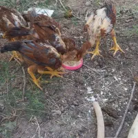 جوجه لاری نژاد افغان