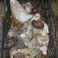 جوجه دوکت پلاکی و سبز عربستانی