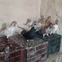 کبوترپرشی گرفتنی