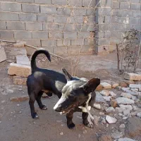 یک عددسک پاکوتاه نژاد خوب