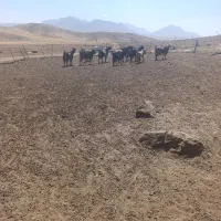 بزه|حیوانات مزرعه|بربرود, |دیوار