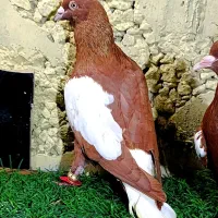 کبوتر کماسی رنگی گم