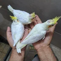 عروس هلندی